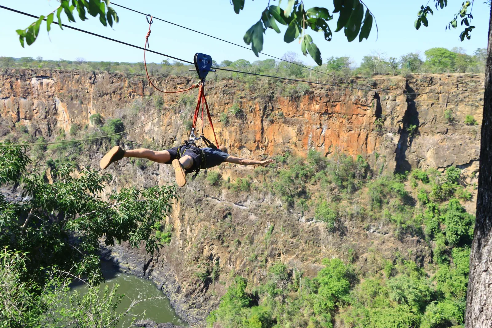 Flying Fox