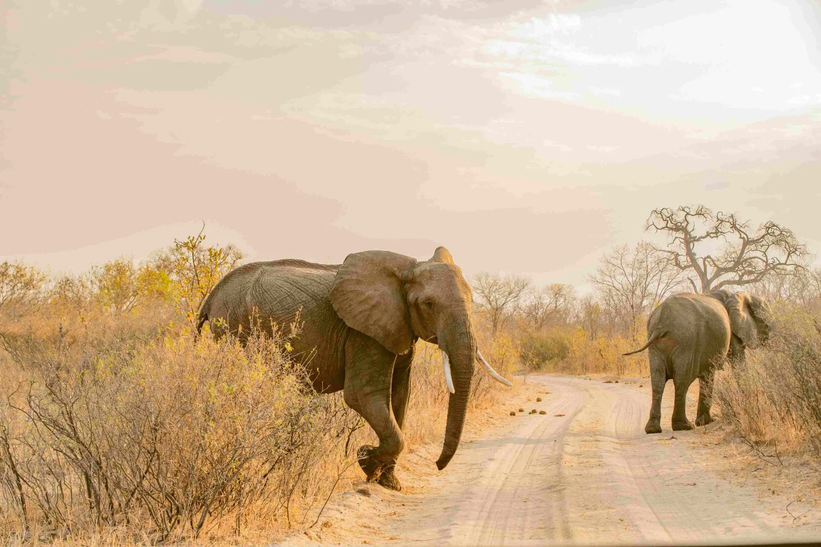 Elephant Riding