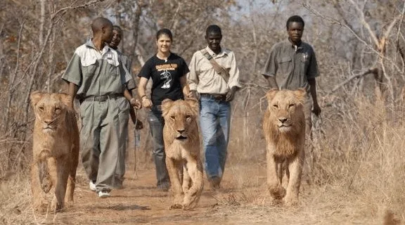 Lion Walk