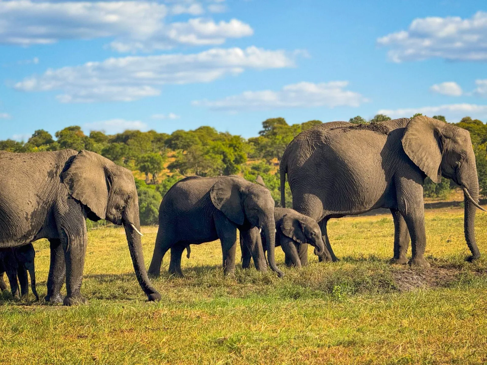 Chobe Day Trip