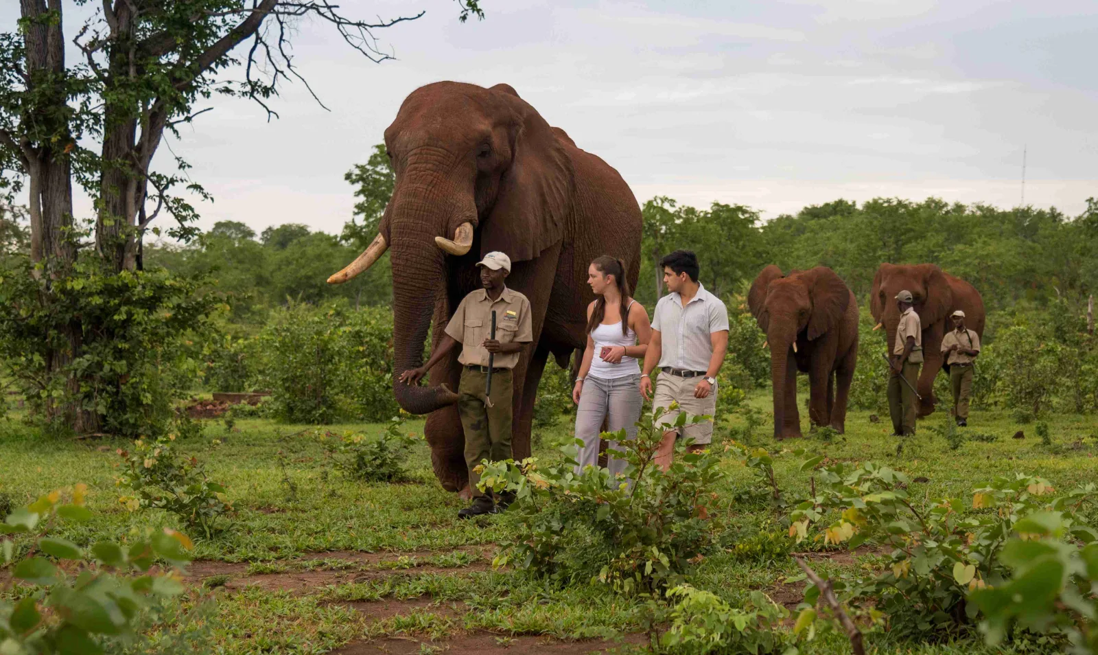 Elephant encounter
