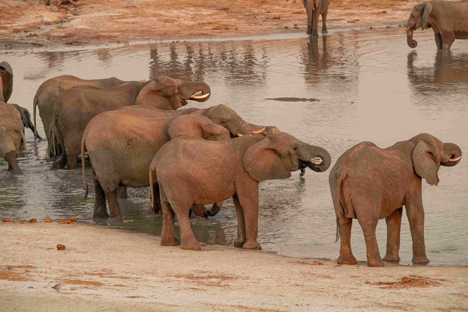 Elephant Riding
