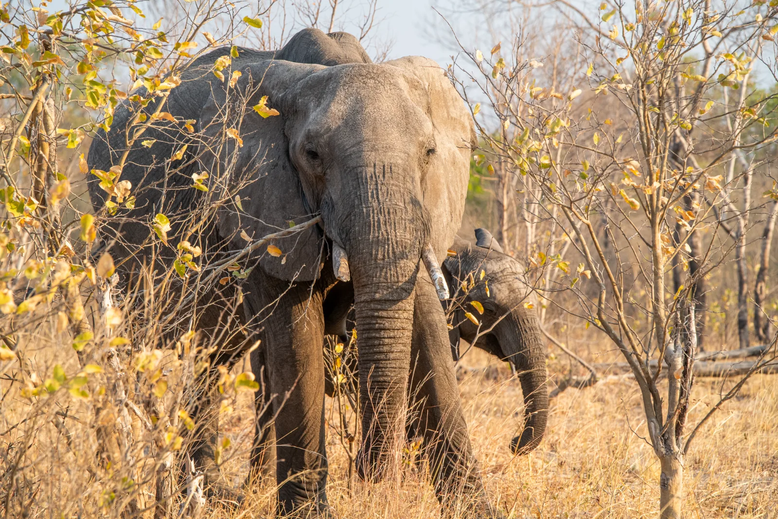 Elephant Riding