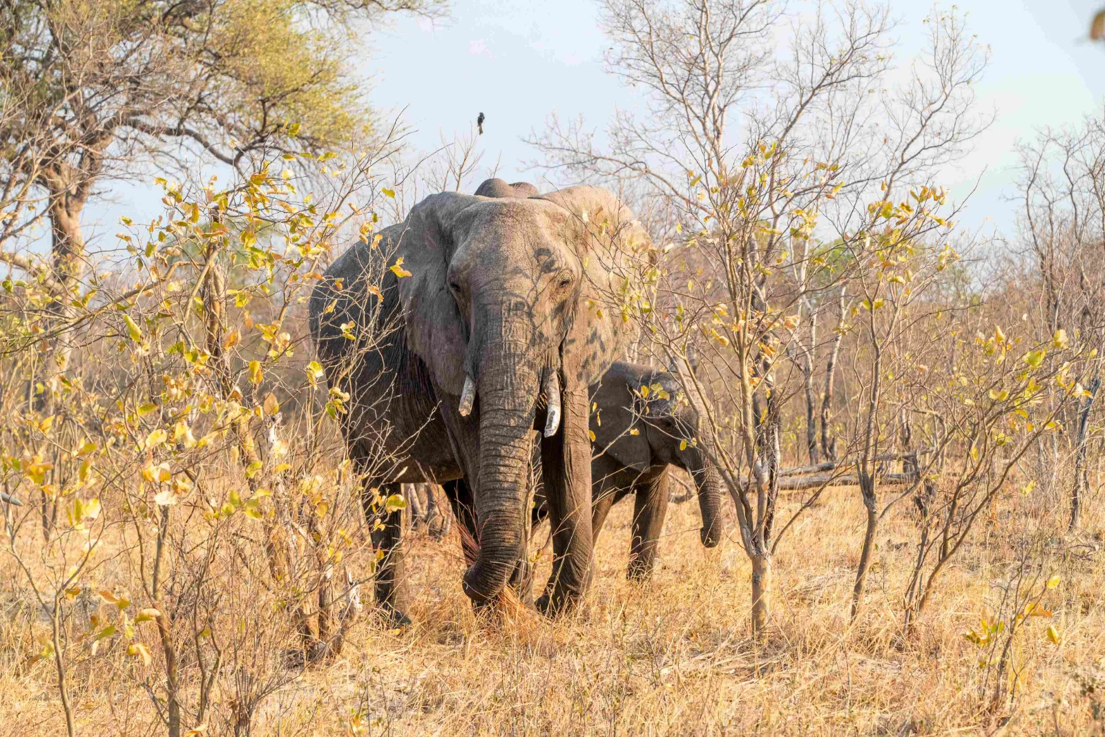 Elephant Riding