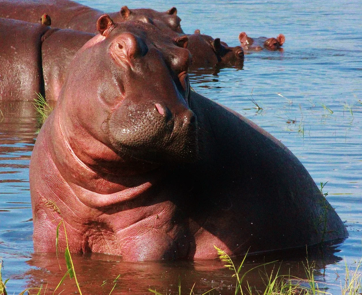 Chobe Day Trip
