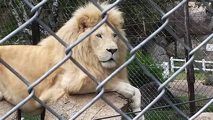 Lion & Cheetah Park