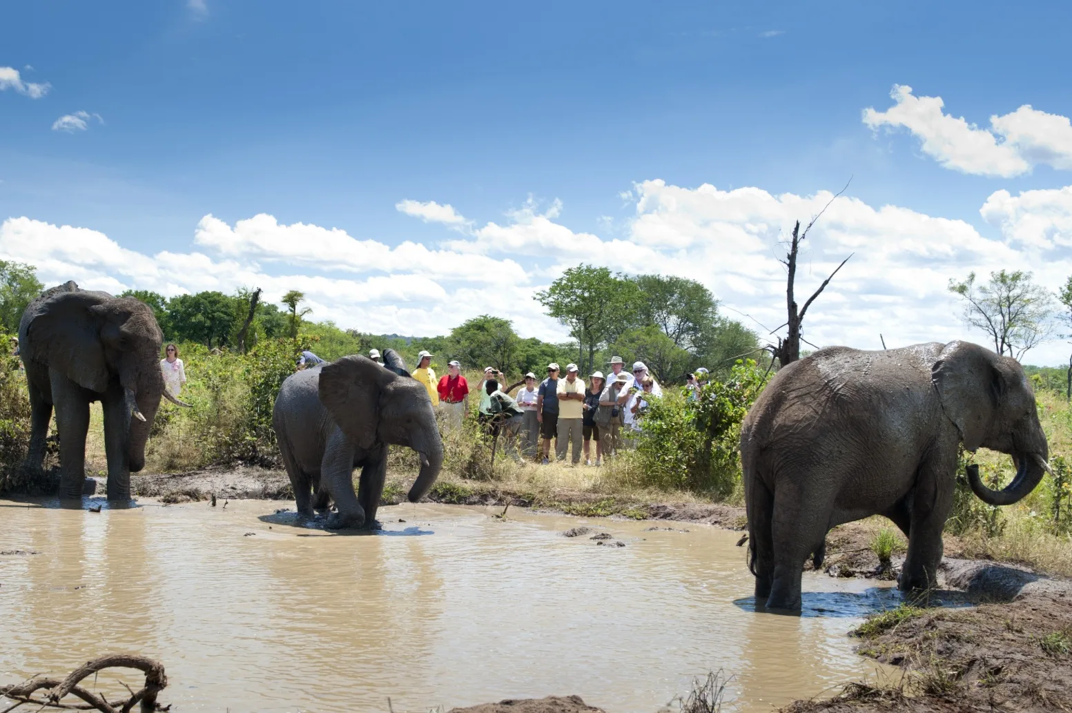 Elephant encounter
