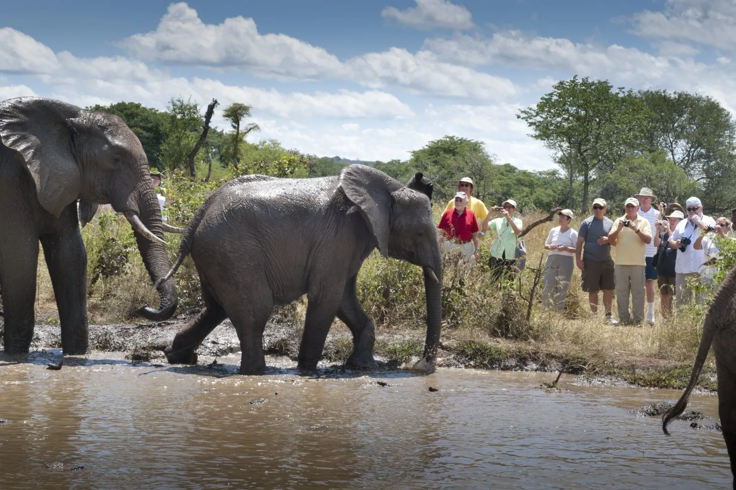 Elephant encounter