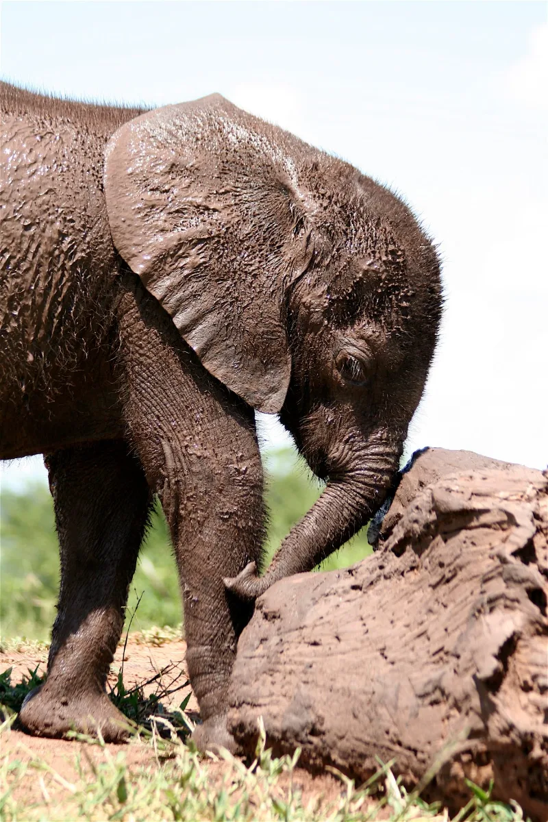 Elephant encounter