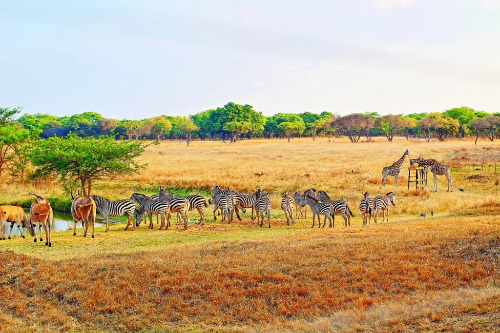 Mukuvusi Woodlands