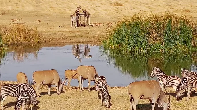 Haka Game Park