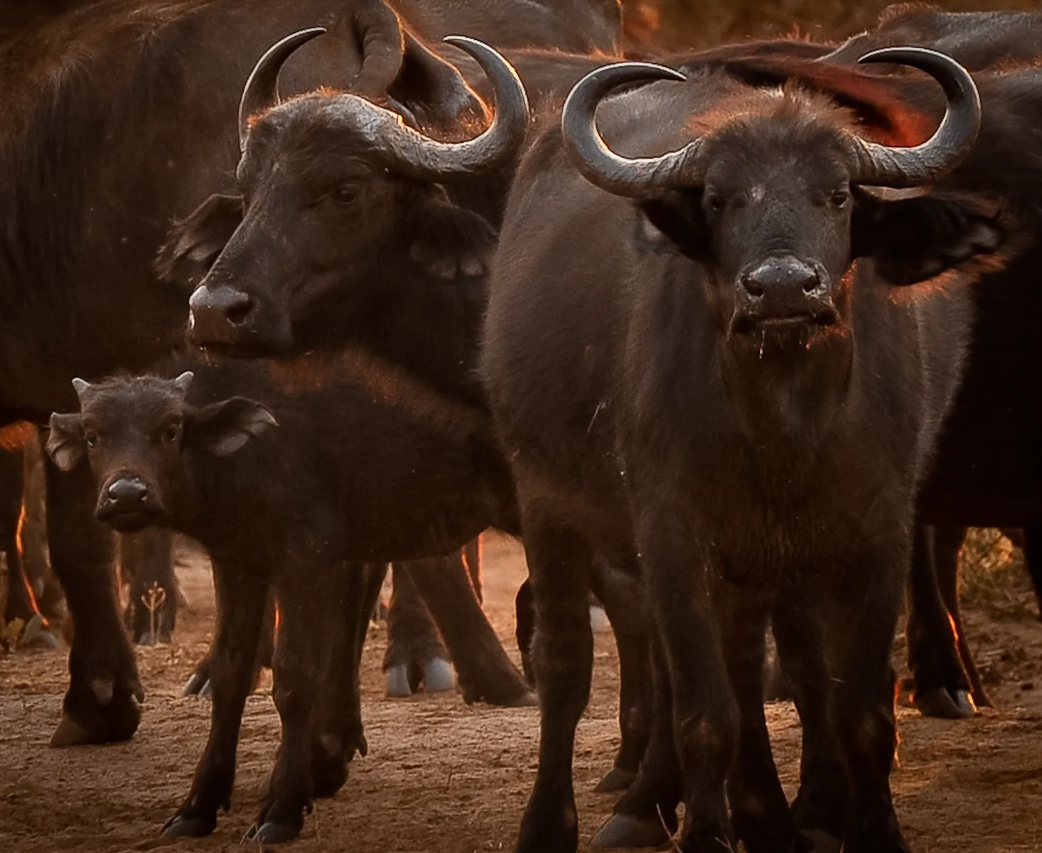 Chobe Day Trip